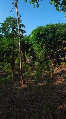 Nusa Penida. Wild nature an village. Нуса Пенида. Дикая природа и деревня