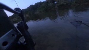 Амур сгибает удилища на Хопре