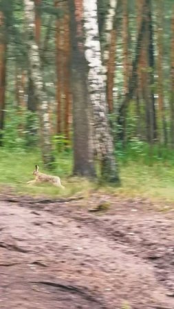 Заяц в Сосновом бору 

#СвароговВидео #СвароговПрирода  #СеребрянныйБор #Строгино #ПаркиМосквы