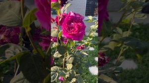 Розарий утром