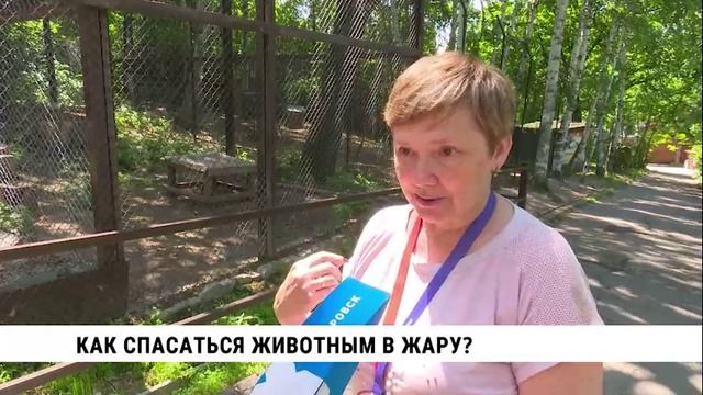 Как спасаться животным в жару?