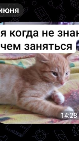 Котёнок Персик