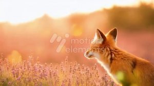 42212771_MotionElements_adorable-fox-at-lavender-flowers-field_preview (1)