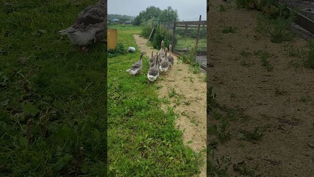 Гуси с дракончиками гуляют в любую погоду🌧