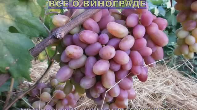 ВИНОГРАД.С Наступающим Новым Годом. Ждём Ваших вопросов