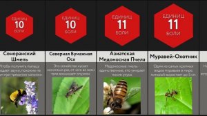 Самые Болезненные Укусы