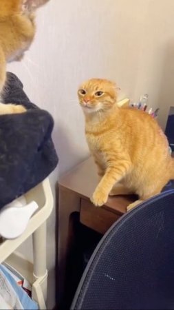 Наш TG https://t.me/liveofcats