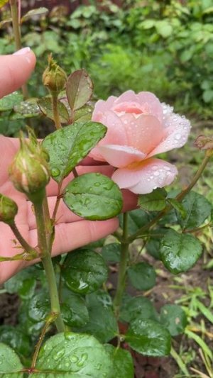 30-06-2025 роза Королева Швеции