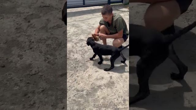 Щенки 🐶 Американский Питбультерьер из питомника Blue Cristal 📍 Краснодар