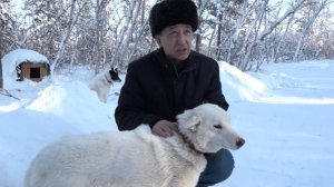 Якутская охотничья лайка