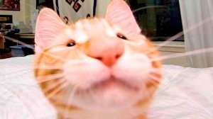 Приколы с котами! Смешные коты - Самые смешные животные С ОЗВУЧКОЙ! Ржака!!