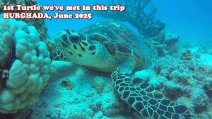 1st Turtle we've met in this trip / HURGHADA, June 2025