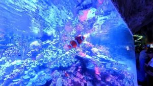 🌊 **Рыба-клоун (Amphiprion) — самый узнаваемый обитатель коралловых рифов!**