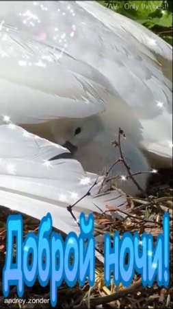 Доброй ночи!) Нежных снов) #добройночи