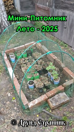 Мини-питомник лето 2025