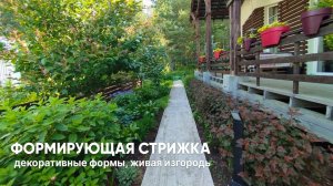 Формирующая стрижка: декоративные формы и живая изгородь