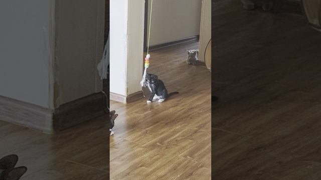 VID_20250629_102004.mp4