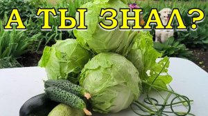 ЭТИ 15 ОВОЩЕЙ можно посеять в ИЮЛЕ🥕🍓🍆