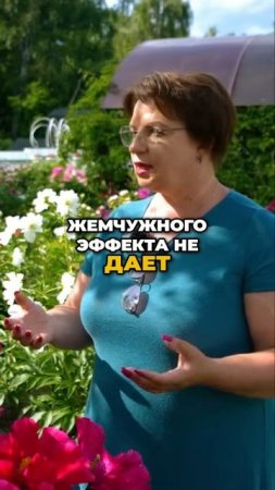 Попрощалась с Этим Пионом - Без Сожаления (и вот почему!)