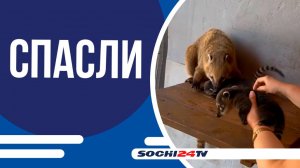 В Сочи у носух родилась двойня
