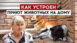 Как устроен приют животных на дому