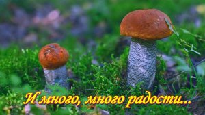 За грибами. Не ожидали, что так лес порадует