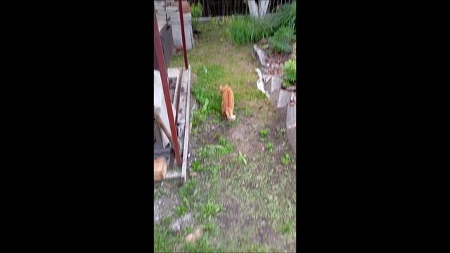 Кот. Фокс