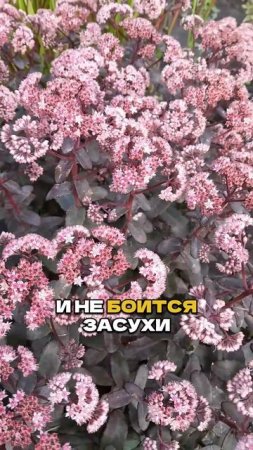 Надоело Полоть Сорняки? Посадите ЭТО!🌿🔥