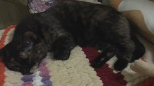 ПЛЕД ДЛЯ КОШКИ ИЗ ОСТАТКОВ ПРЯЖИ / ALIZE PUFFY/ Моя красотка довольна