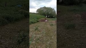 Высадка помидор в открытый грунт а также посадка лука  Татьяна везде успевает  23 05 2025