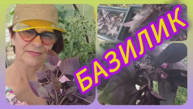 ЗАГОТОВКА БАЗИЛИКА, простой способ без заморочек!