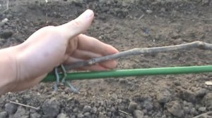 Влагообеспечение винограда весной