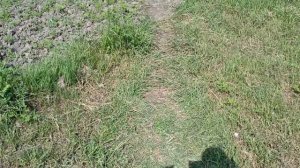 Как быстро вырастить рассаду клубники