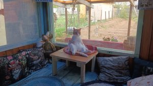 Начали жить за городом, собирать грибы, травы, свои ягоды и завели наконец-то кота