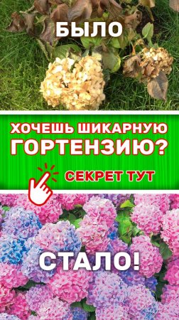 AR-чудо: Гортензия оживает на глазах! 🌸 #ar #hortensia #flowers #garden #растения #animation