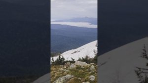 Наша Сибирь 4К: Лиса