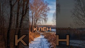 Клён