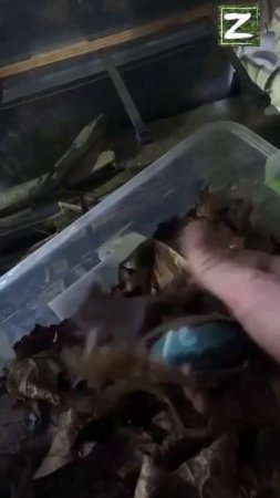 СВО Будьте внимательнее, братья, и смотрите под ноги.