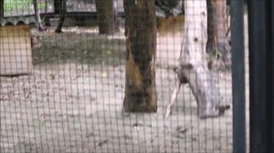 Котята кошки жоффруа резвятся и подбегают к маме 27.06.2025