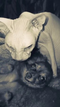 Кошка Зина и тойчик Зая. 29 июня 2025 г.