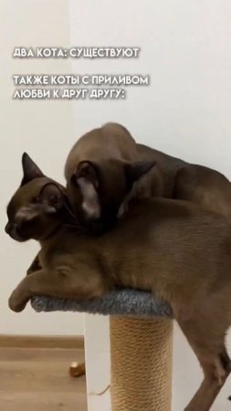#бурмасоболь #бурма #котятабурма #питомникбурманскихкошек