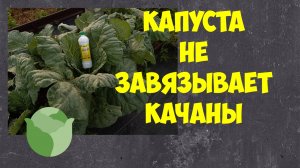 Если капуста не завязывает качаны