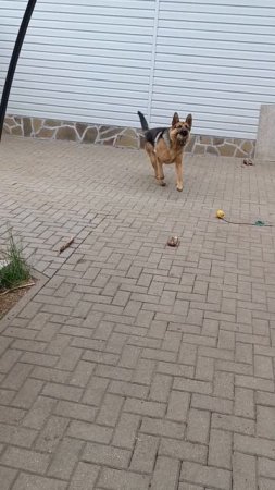 немецкая овчарка
