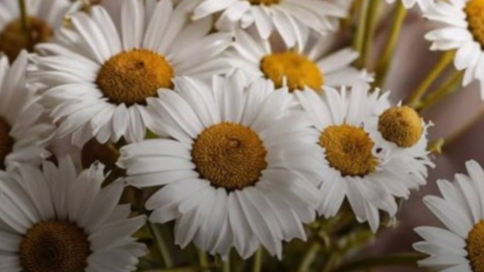 СП Носочный календарь 2025 /Июнь/ Жемчужина коллекции с Галиной Головиной смотреть онлайн