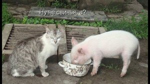ЗВЕРИНАЯ ДРУЖБА, ЛУЧШИЕ МОМЕНТЫ