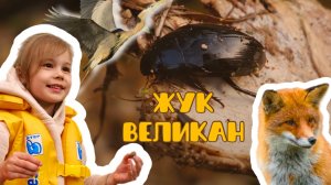 ВЛОГ: НА ПУТИ У МАЙИ ВСТРЕЧАЕТСЯ ЛИСА, ЦАПЛЯ, ОГРОМНЫЙ ВОДЯНОЙ ЖУК, УТКИ, УЛИТКА И КОШКА!
