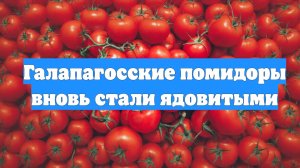 Галапагосские помидоры вновь стали ядовитыми