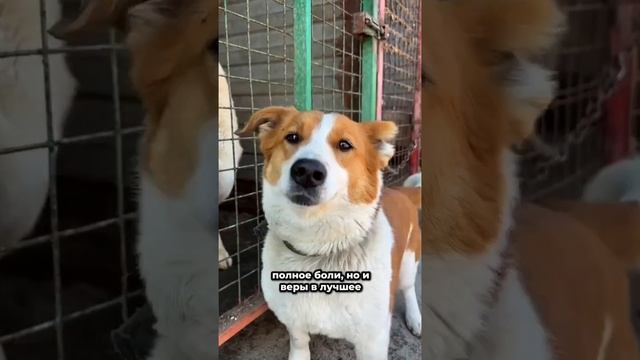 Целая вселенная в одном взгляде... | Приютские истории