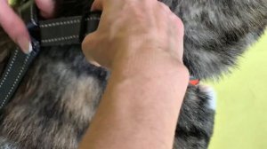 У вас есть большая собака?