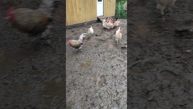 Очень плотный завтрак у кур🐔